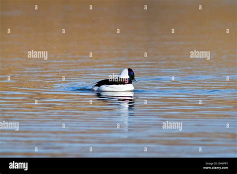 Male Bufflehead Duck Bucephala Albeola Swimming In Lake