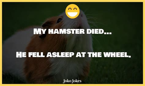 58 Hamster Jokes And Funny Puns Jokojokes