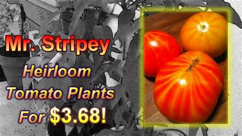 Mr Stripey Heirloom Tomato Plants Under 4 Youtube