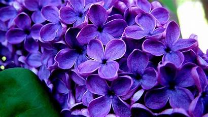 Purple Flowers Wallpapers Desktop Flower Background Lavender