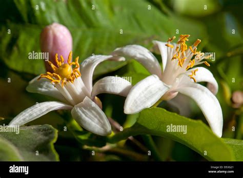 Lemon Tree Flowers Stock Photo Alamy