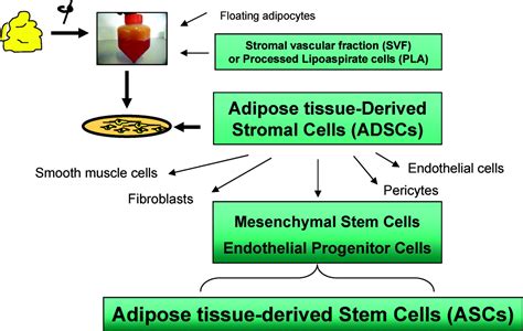 Adipose Tissue Derived Stem Cells Arteriosclerosis Thrombosis And