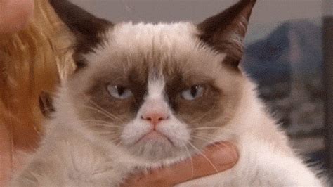 Grumpy Cat Angry Face Funny Collection World