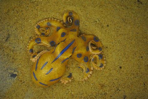 Free Download Blue Ringed Octopus Wallpaper Southern Blue Ringed