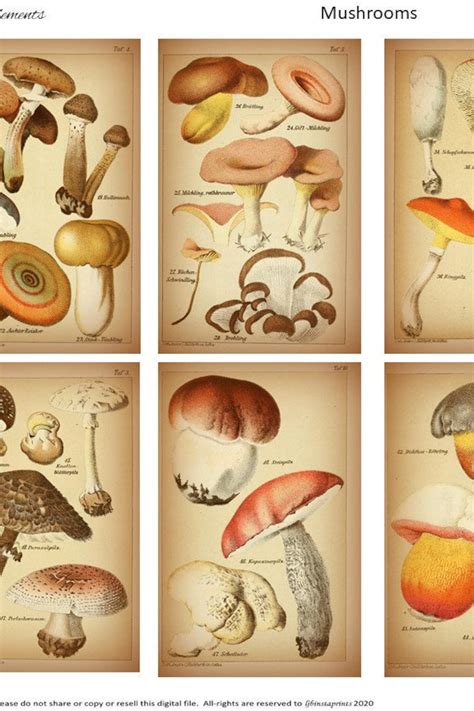 Mushroom Journal Elements Printable Journal Embellishments Etsy