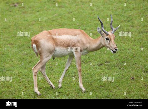 Indian Blackbuck Antilope Cervicapra Wildlife Animal Stock Photo Alamy