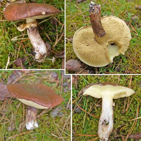 Sticky Suillus Slippery Jack The Mushroom Diary Uk Wild Mushroom