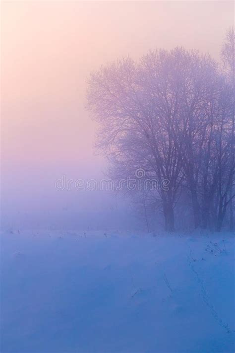 Dreamy Winter Fog Background Stock Image Image Of Dreamy Early