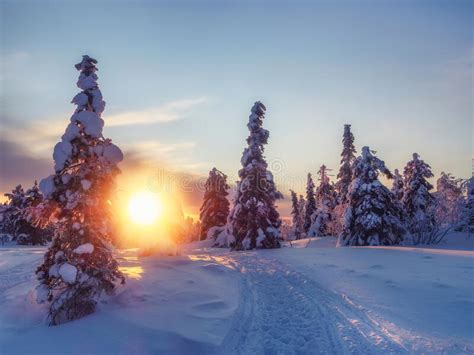 Landscape With Winter Polar Forest And Bright Sunbeams Sunrise Sunset