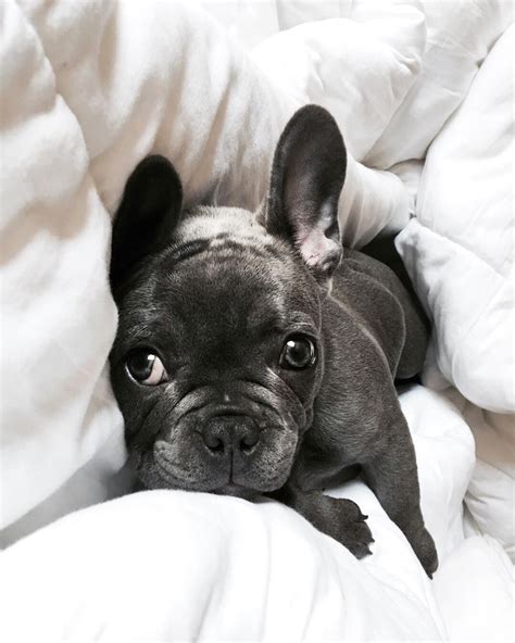 The information about french bulldog health problems is from a general veterinary medical consensus. Pin by EILA CHÉRIE® on Cold Days | Warm Hearts | French ...