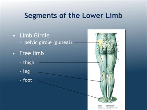 Ppt Organization Of The Lower Limb Powerpoint Presentation Free