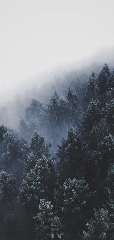 Fog Seeps Into Forest Of Trees In Winter Foggy Germany Lg W10
