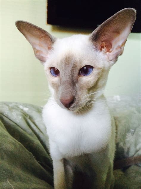 Wedge Head Lilac Point Siamese Kitten My Siamese Cats Pinterest