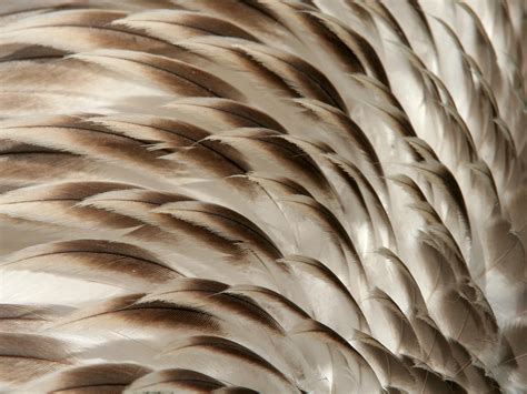 You felt something special between them that left you out. How Feathers Insulate | BirdNote