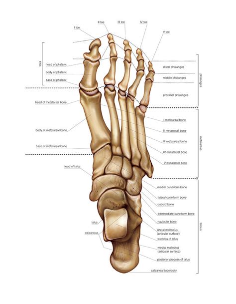 Bones Of The Foot Photograph By Asklepios Medical Atlas Fine Art