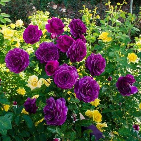 Many Purple And Yellow Flowers In A Garden