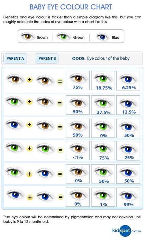 Eye Colour Probability Chart Eye Color Chart Eye Color Chart
