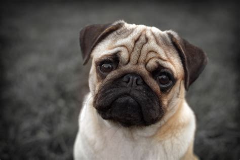 Maybe you are thinking of getting one. Pugs given up to Battersea over health issues has doubled