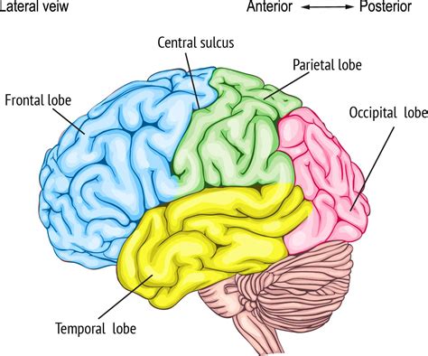 Brain Part C Frontal Lobe Temporal Lobe Parietal Lobe Frontal