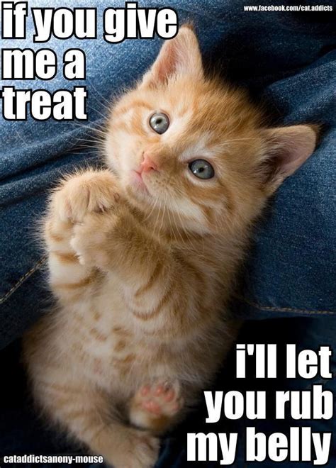 Funny Cat Pictures With Captions Cat Mania