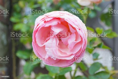 Sweet Pink English Rose In Summer Nature Garden Stock Photo Download