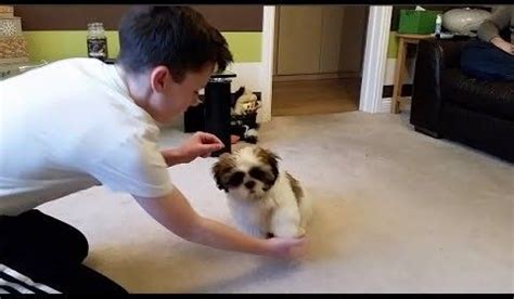 Search for free puppies by breed and country. LOUIS THE SHIH TZU PUPPY DOING TRICKS