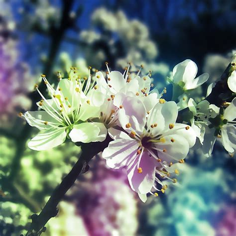 Spring Wallpaper And Screensavers 52 Images