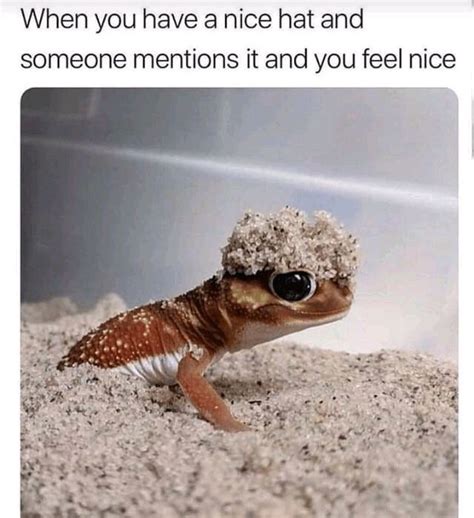 Wholesome Memes To Start The Week Off Right Cute Lizard Cute