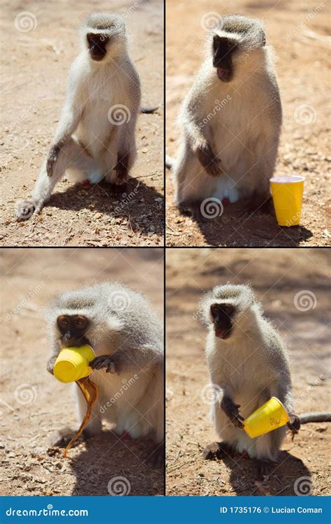 Funny Monkey Royalty Free Stock Image Image 1735176