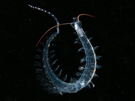 Plankton Worm Tomopteris Johnstonella Helgolandica