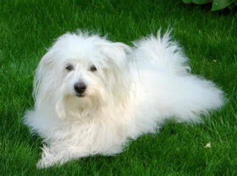 Coton De Tulear Dog Breed Information Pictures And Facts