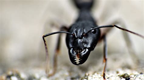 Hormigas Y Su Asombrosa Habilidad Para No Morir Por Ahogamiento La