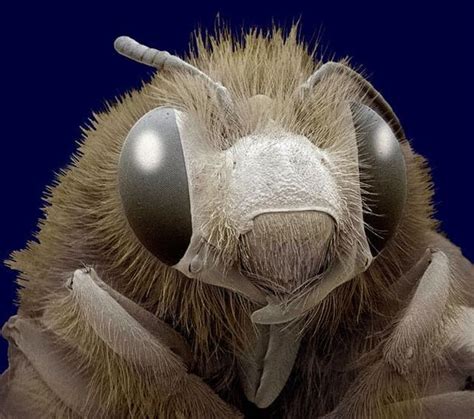 The Wonders Of The Electron Microscope Fly Face Microscopic Microscope Pictures Scanning