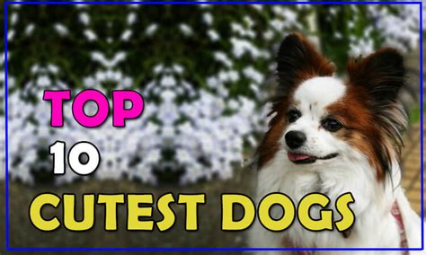Top 10 Cutest Dog Breeds In The World 2018 By Dogmal
