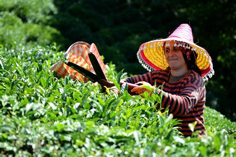 turkish tea growers brew up solutions to virus travel curbs daily sabah