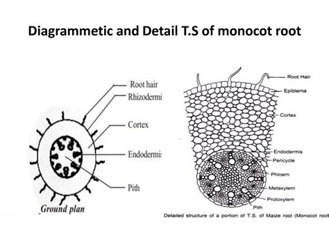 Solution Anatomy Of Monocot Root Studypool