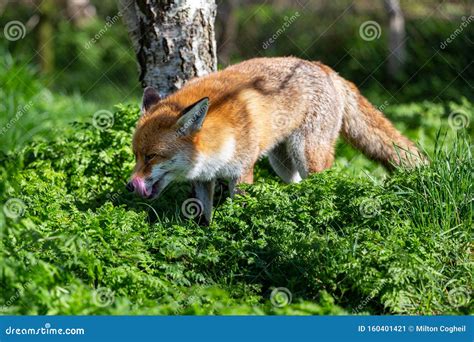 European Red Fox Vulpes Vulpes Stock Image Image Of Fauna England