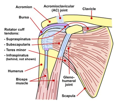 Weak rotator cuff muscles prevent the humeral head from rotating properly on the glenoid fossa. Developing the Deltoid Muscles: How to Get Big, Strong ...