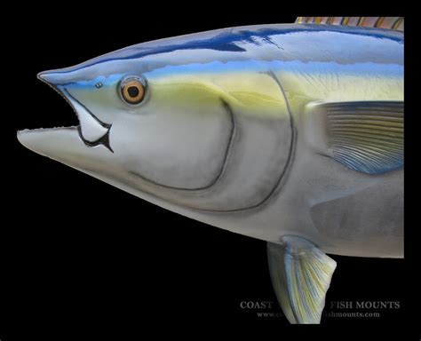 Yellowfin Tuna Fish Mounts And Replicas By Coast To Coast