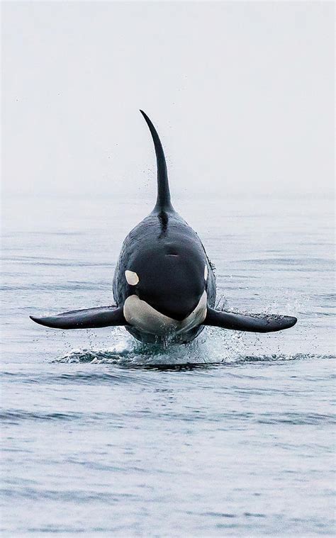 Killer Whale Breach Photograph By Ken Rea Spirit Of Orca