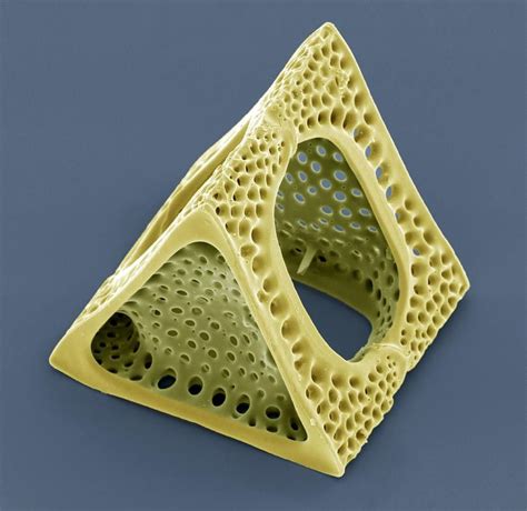 Diatom Sem By Steve Gschmeissner Diatom Microscopic Photography