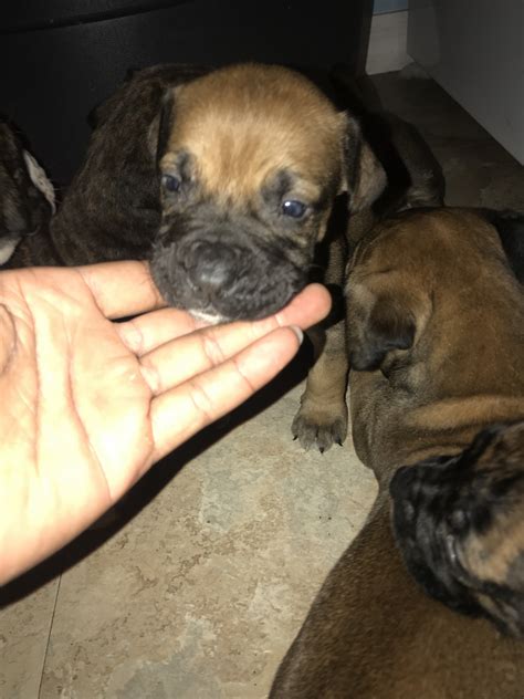 Five females one male akc registered bullmastiff puppies excellent champion bloodlines we are a family breeder and all of our puppies are… Bullmastiff Puppies For Sale | Fort Myers, FL #302331