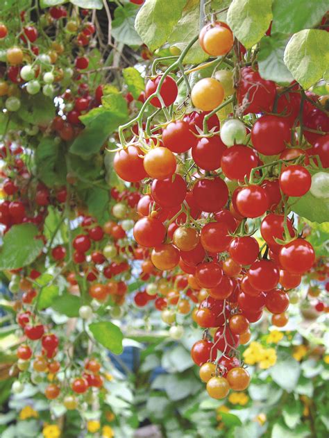 Tomato Hundreds and Thousands Suttons - Dobies Blog