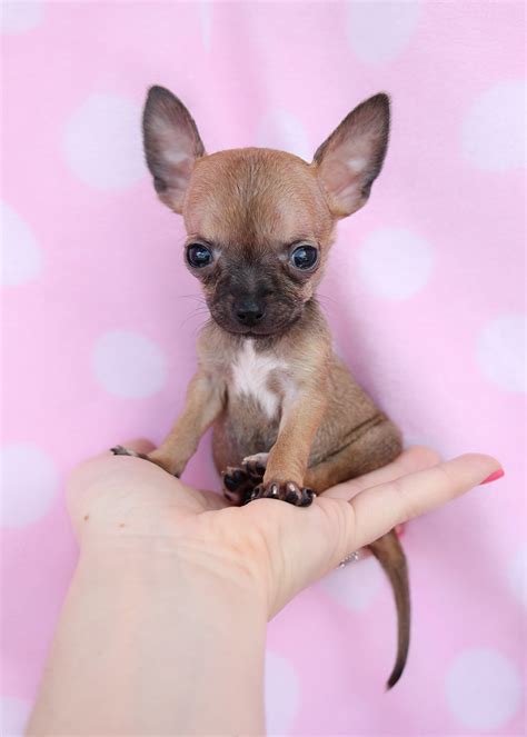Teacup Chihuahua Puppies Available In South Florida Teacups Puppies