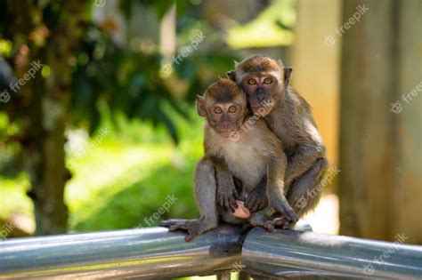 Premium Photo Two Little Monkeys Hug While Sitting On A Fence