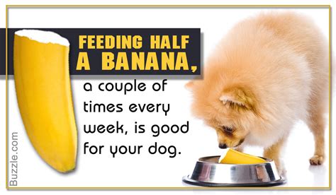 My little yorkie paris is as finicky as they come. Are Bananas Good for Dogs? Turns Out They are, But Not Too ...