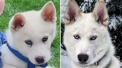 9 Weeks To 7 Months White Siberian Husky With Blue Eyes Youtube