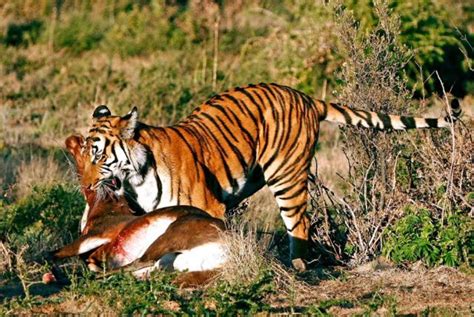 The Tiger Next Door Living With Man Eating Tigers Hubpages