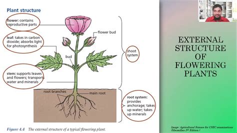 Internal And External Structure Of Plants Youtube