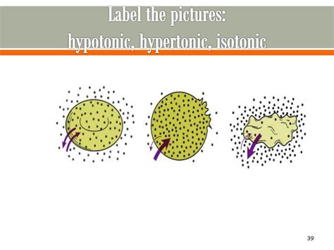 Neither, animal cells prefer an isotonic environment. PPT - Understanding Homeostasis at the Cellular Level ...